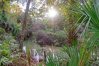 Subtropical forest at Juniper Springs Recreation Area in the Ocala National Forest east of Ocala