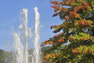 Fountain and Scarlet oak