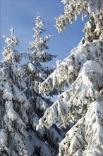 Branches of spruce tree covered in white hoar frost and snow in winter