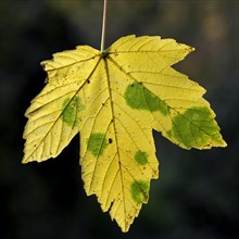 Yellow Maple leaf hanging from tree in autumn