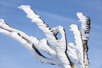 Twigs and branches of birch tree covered in white frost and snow in winter showing ice crystal formation pointing in same direction by wind