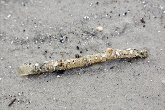 Tubes debris showing cemented sand grains and shell fragments from sand