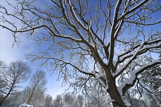 Branches of treetop covered in snow in winter