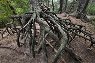 Exposed roots of Scots Pine