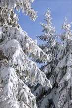 Branches of spruce trees covered in white hoar frost