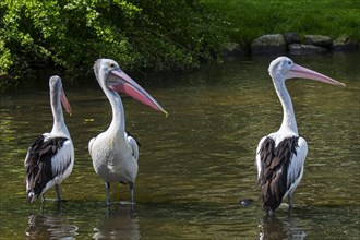 Three Australian pelicans