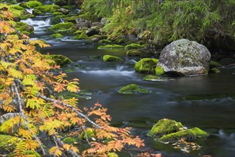 River Njupan in autumn forest in the Fulufjaellet National Park