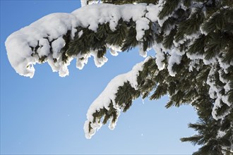 Close up of spruce tree branches laden with snow against clear blue sky