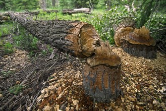 Trees felled by beaver in forest