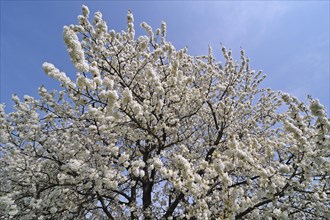 Cherry tree blossoming