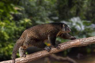 Sulawesi bear cuscus