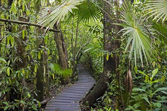 Wooden boardwalk running through jungle in the Sian Ka'an Biosphere Reserve