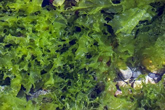Sea lettuce