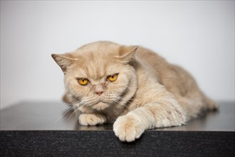 British Shorthair domesticated cat in house