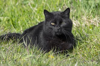 Domestic black cat hunting for mice and birds in meadow
