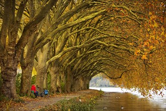 Colourful plane tree tunnel in autumn over Lake Baldeney