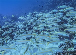 Shoal of yellow snapper fish