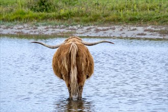 Highland cattle with long horns wading in shallow water of pond
