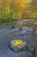 Yellow fallen sycamore leaf on boulder in the river Pinnau flowing through autumn forest showing fall colours