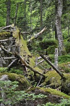 Fallen and broken tree trunk covered in moss
