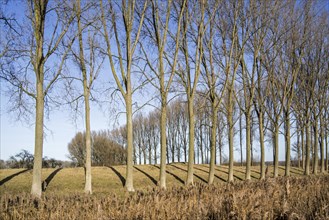 Row of poplars bordering field near the city Damme in winter