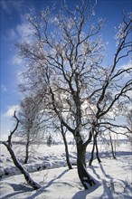 Snow and hoar frost covered birch trees in frozen moorland at the nature reserve High Fens