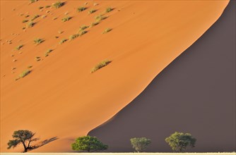 Trees in front of red sand dune of the Sossusvlei
