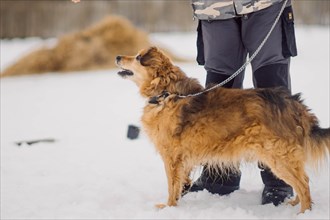 Red blind stray dog walks on a leash in winter weather with the owner of a dog shelter