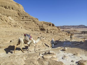 Bedouin leading camel