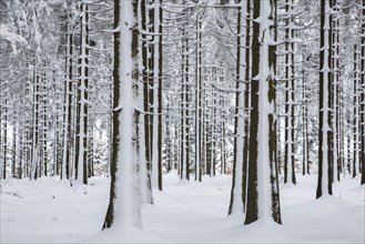 Pine tree trunks in coniferous forest covered in snow in winter at the Hoge Venen