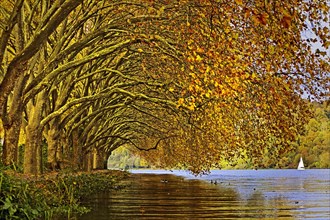 Colourful plane tree tunnel in autumn over Lake Baldeney
