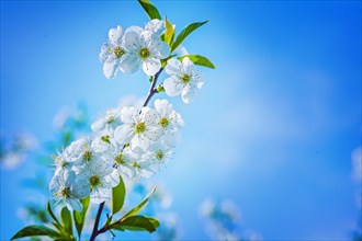 Single branch of blossoming cherry tree on sky background instagram style