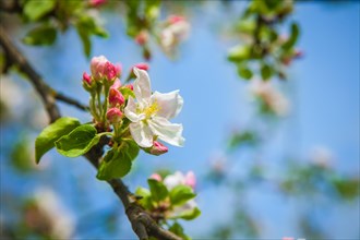 Apple tree flowerson twiig