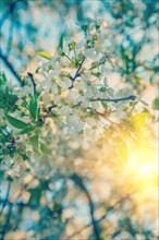 Blossoming branch of cherry tree at sunrise instagram style