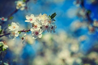Branch of cherry tree with blossoming flowers instagram style