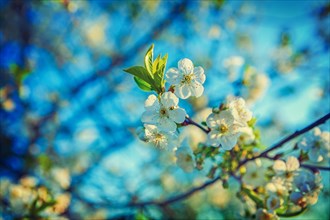 Flooral spring background blossom of cherry tree and blurred sky instagram style