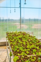 Growing seedlings in the greenhouse