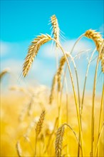 Macro photography of wheat plants
