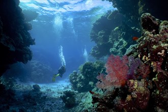 Hemprich's tree coral