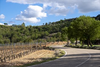 Country road between vineyards in spring in the Ribera del Duero appellation area in the province of Valladolid in Spain