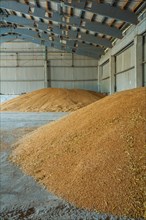 Pile of wheat grains in the barn