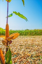 Corn on the cob on the stem of a plant and blue sky