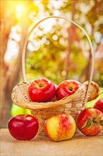 Fresh ripe apples in wicker baskets and on wooden tables in the garden