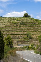 Country road between the vineyards of the Priorat designation of origin area in the province of Tarragona in Catalonia in Spain
