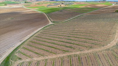 Aerial view of Vineyards in spring in the Ribera del Duero appellation area in the province of Valladolid in Spain