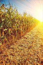 Edge of a harvested corn field Instagram Stile