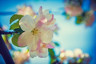 Apple tree blossom instagram style