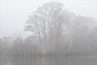 Trees at the water's edge in the fog