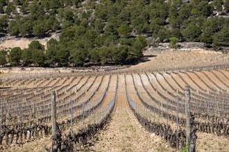 Vineyard in spring in the Ribera del Duero appellation area in the province of Valladolid in Spain