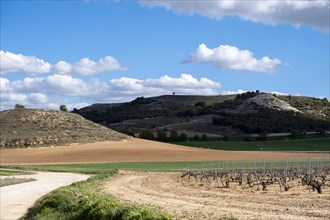 Landscape of vineyards in the Ribera del Duero appellation area in the spring in the province of Valladolid in Spain
